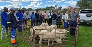 Northern Cape livestock programme shifts focus to wool market access