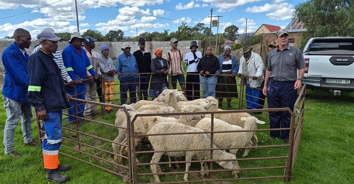Northern Cape livestock programme shifts focus to wool market access