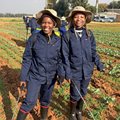 Woolworths' Living Soils and HarvestFresh break ground for young farmers in Gauteng