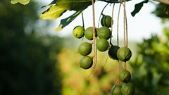 Macadamia milk is having it's moment and retailers are taking notice