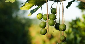 Macadamia milk is having it's moment and retailers are taking notice