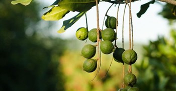 Macadamia milk is having it's moment and retailers are taking notice