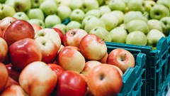 Why AI could reshape South Africa's fruit export industry