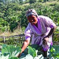 Home food gardens help households weather cost-of-living pressures