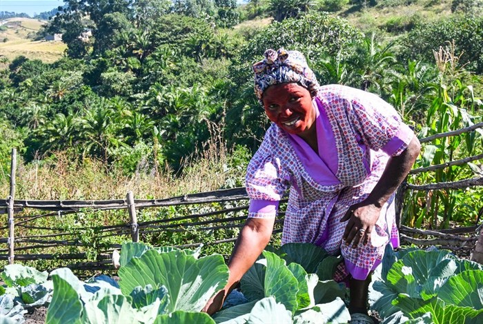 Source: Supplied: Zandile Shinga working in cabbage garden on her plot in ePlazini, rural KwaZulu-Natal.
