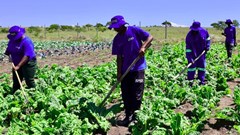 Eastern Cape communities benefit from farming and enterprise support