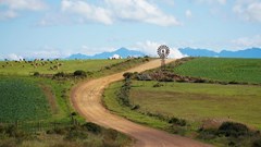Will El Niño drought hit food prices in South Africa? Earlier rains and grain stocks offer hope
