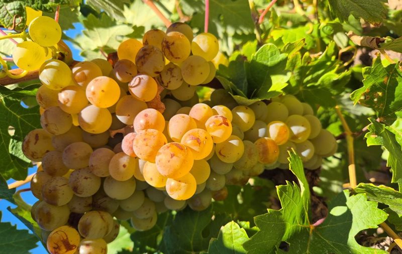 Piekenierskloof releases 713 bottles from 50-year-old Palomino vines