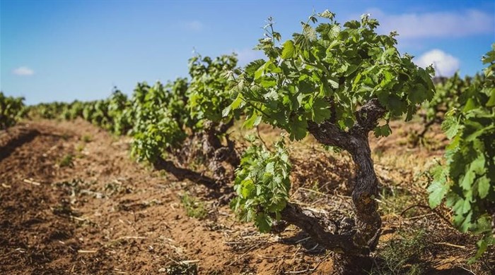 Piekenierskloof releases 713 bottles from 50-year-old Palomino vines