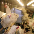 Sapa urges new agriculture minister to speed bird flu vaccine rollout