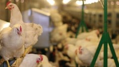 Sapa urges new agriculture minister to speed bird flu vaccine rollout