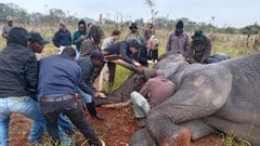 Hot Cares helps protect both elephants and communities with R79,000 donation to Elephants Alive