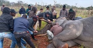 Hot Cares helps protect both elephants and communities with R79,000 donation to Elephants Alive