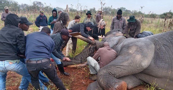 Hot Cares helps protect both elephants and communities with R79,000 donation to Elephants Alive