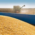 Bumper summer crops push SA food inflation down to 1.4% in June