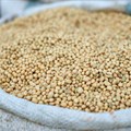 Grain SA opposes JSE decision to scrap soybean pricing model