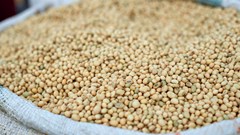 Grain SA opposes JSE decision to scrap soybean pricing model