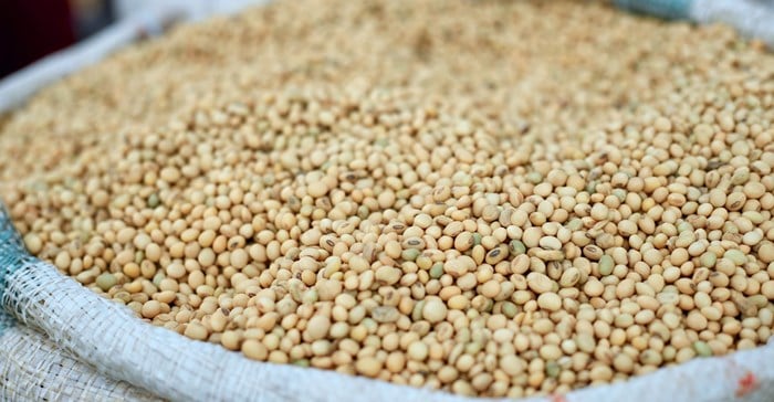 Grain SA opposes JSE decision to scrap soybean pricing model