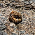 CapeNature warns small visitor offences can have a big impact on biodiversity