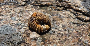 CapeNature warns small visitor offences can have a big impact on biodiversity