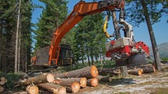 Harvesting pine trees in the Dennedal compartment of Lower Tokai on 30 August 2016. Work was halted later that day by an urgent High Court interdict. Photos: John Yeld