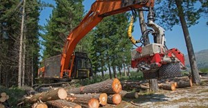 Harvesting pine trees in the Dennedal compartment of Lower Tokai on 30 August 2016. Work was halted later that day by an urgent High Court interdict. Photos: John Yeld