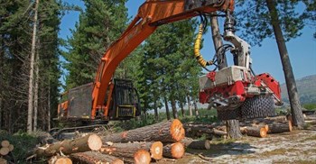 Harvesting pine trees in the Dennedal compartment of Lower Tokai on 30 August 2016. Work was halted later that day by an urgent High Court interdict. Photos: John Yeld