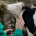 Livestock owners can now apply online to vaccinate against FMD