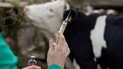 Livestock owners can now apply online to vaccinate against FMD