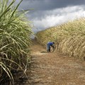 Sugar imports nearly double as SA Canegrowers calls for tariff intervention