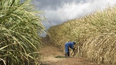 Sugar imports nearly double as SA Canegrowers calls for tariff intervention