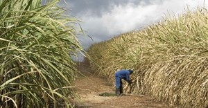 Sugar imports nearly double as SA Canegrowers calls for tariff intervention