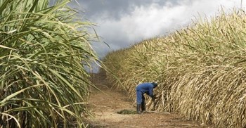 Sugar imports nearly double as SA Canegrowers calls for tariff intervention