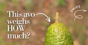 It’s big, Really BIG! Woolies giant Avozilla sends social media into a frenzy