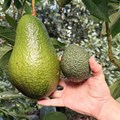 It’s big, Really BIG! Woolies giant Avozilla sends social media into a frenzy