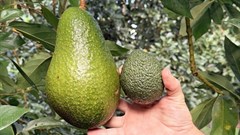 It’s big, Really BIG! Woolies giant Avozilla sends social media into a frenzy