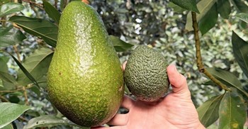 It’s big, Really BIG! Woolies giant Avozilla sends social media into a frenzy