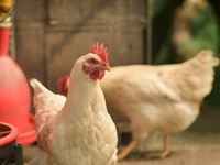 Beauty Without Cruelty calls for cage-free policy