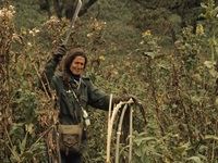 National Geographic produces new Fossey series