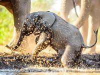 Wild Shots Wildlife Photography Conference to celebrate nature's finest